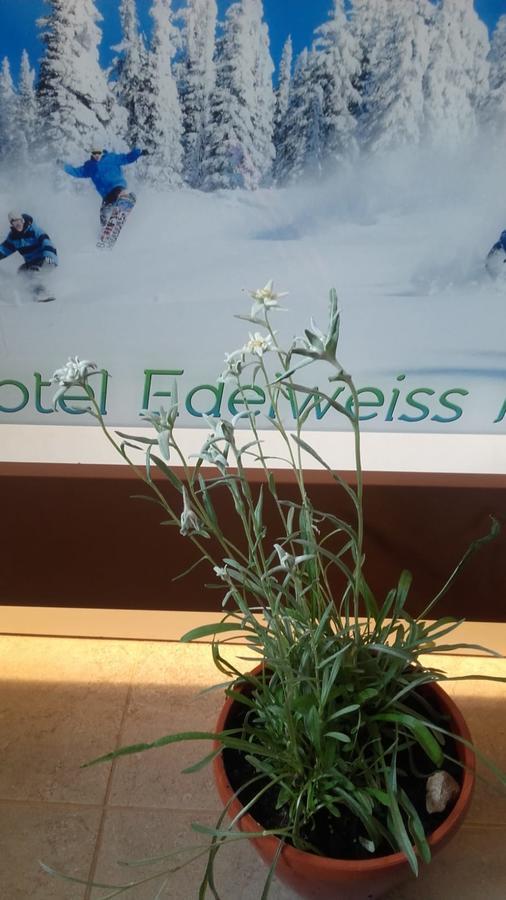 Vila Edelweiss Predeal Ngoại thất bức ảnh